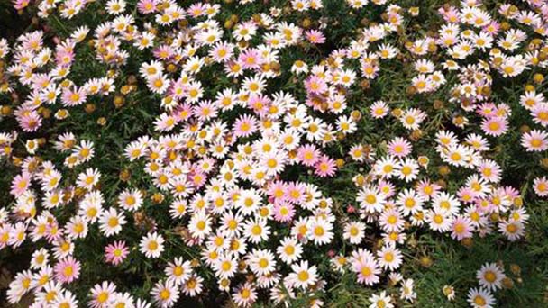 How to deal with Argyranthemum frutescens flowers wither